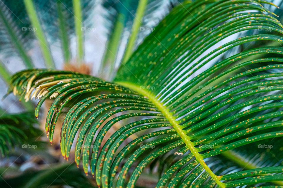 Palm leaf