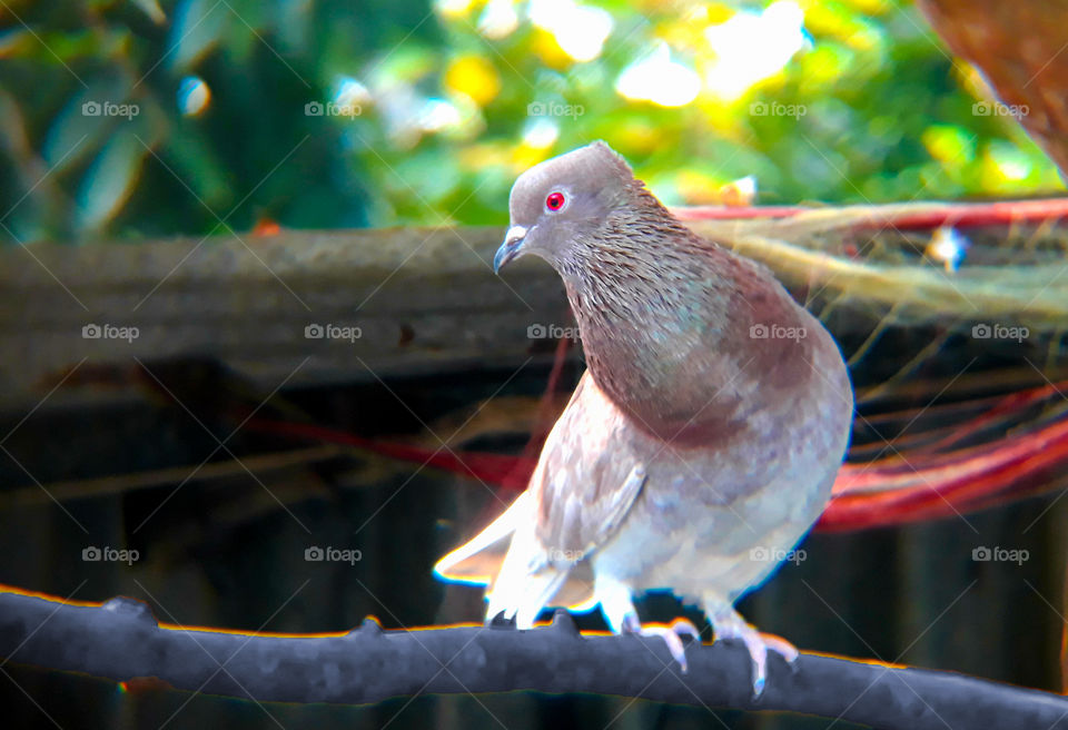 pigeon