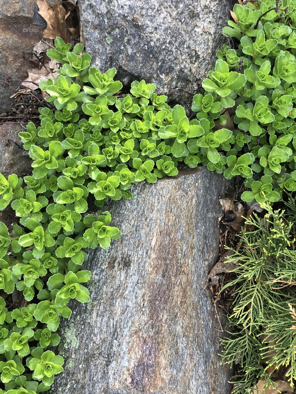 Springtime rock garden coming to life