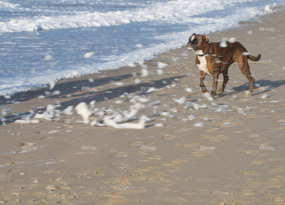 Dog in the storm. Dog runs after foam created by high waves during a storm. 