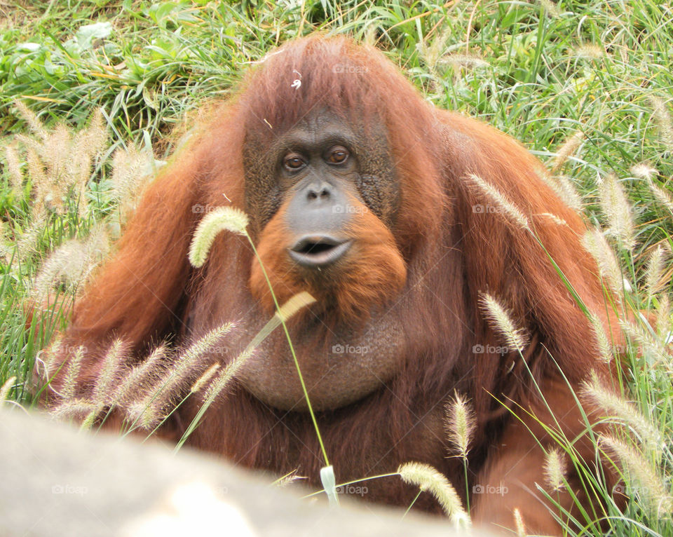 Orangutan funny face