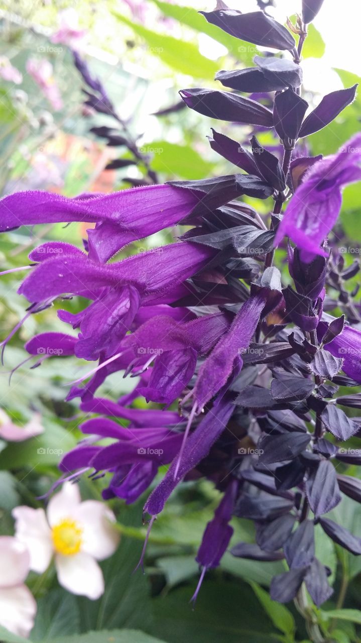 salvia
