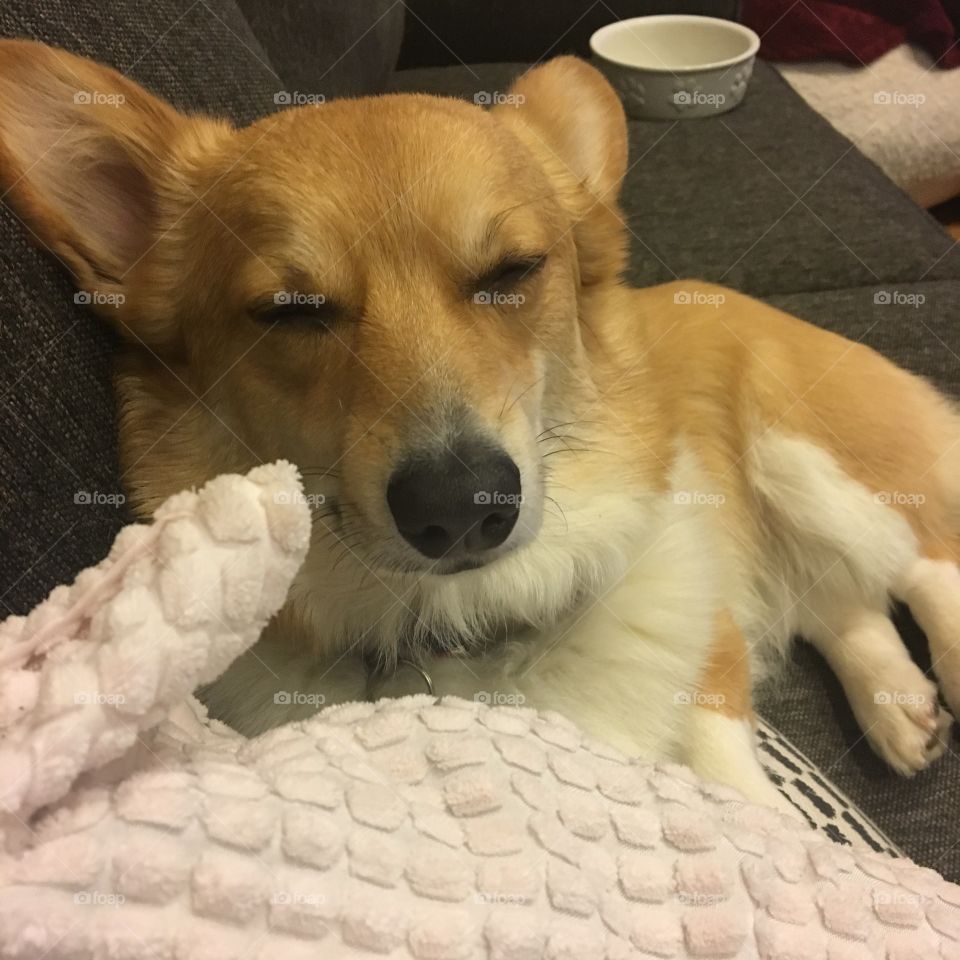 Cute funny hilarious dog sleepy zzz