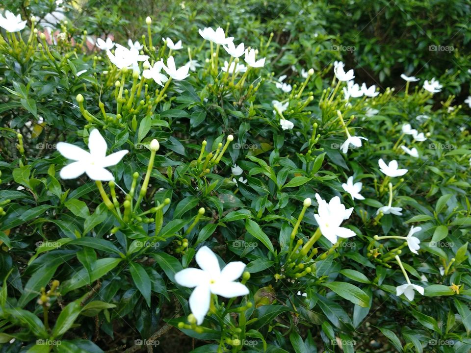 White Stars Flower