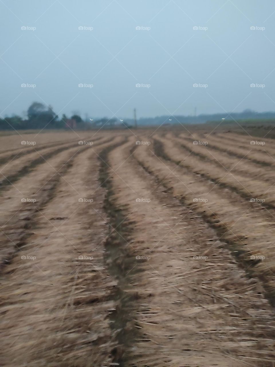 beautiful picture of harvesting of wealth.