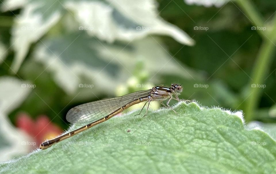 Close up of a forktail damselfly