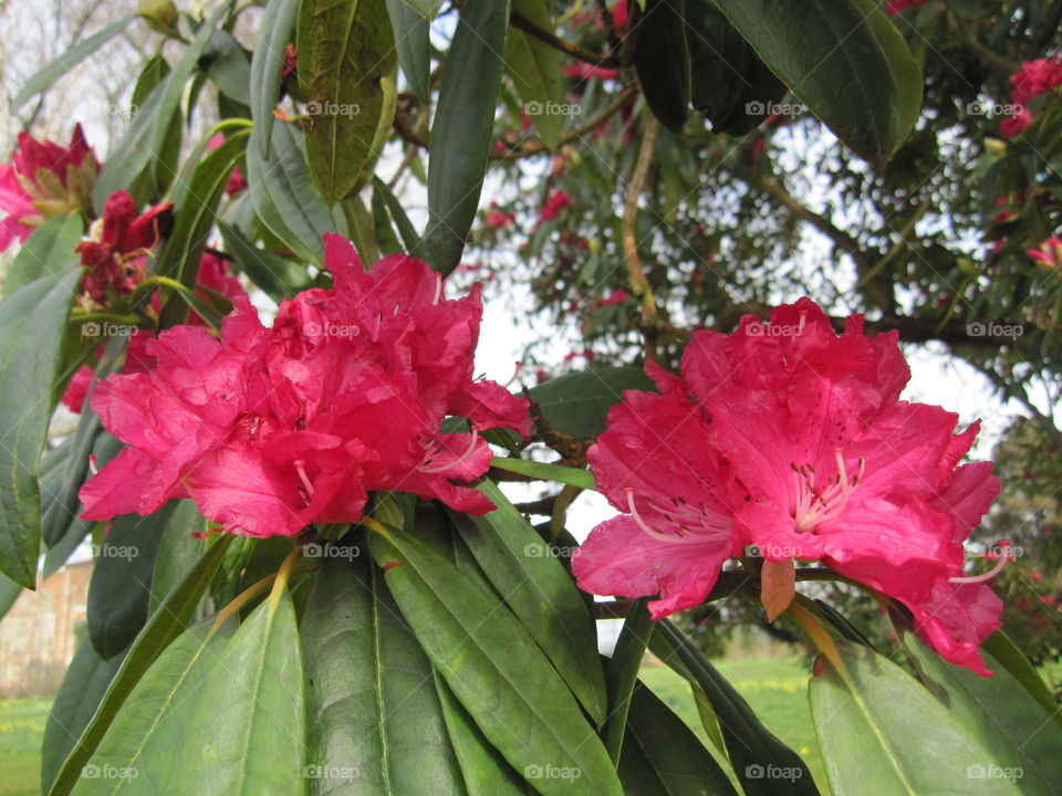 Leaf, Garden, Flora, Nature, Flower