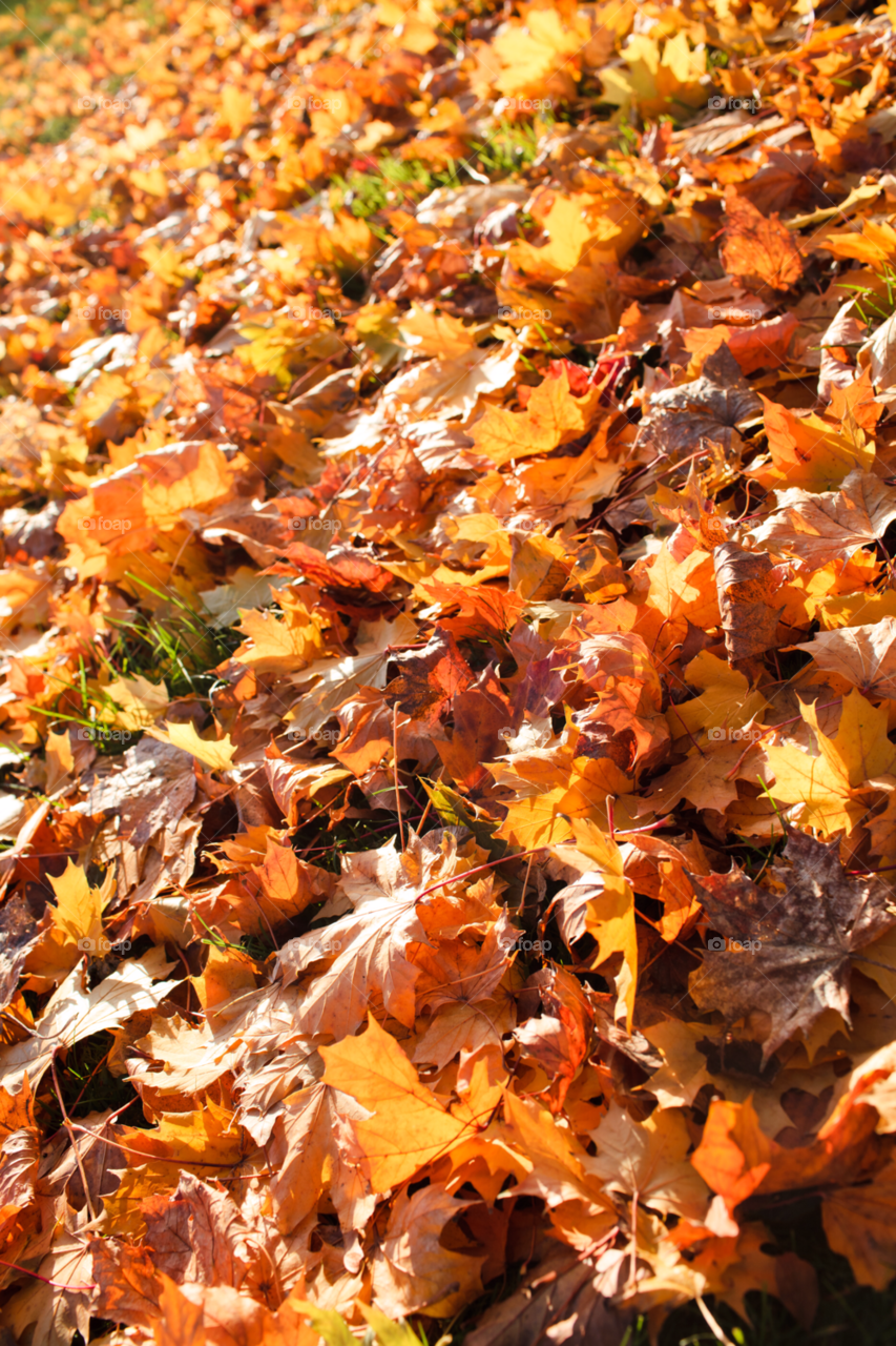 Fall, Leaf, Maple, Nature, No Person