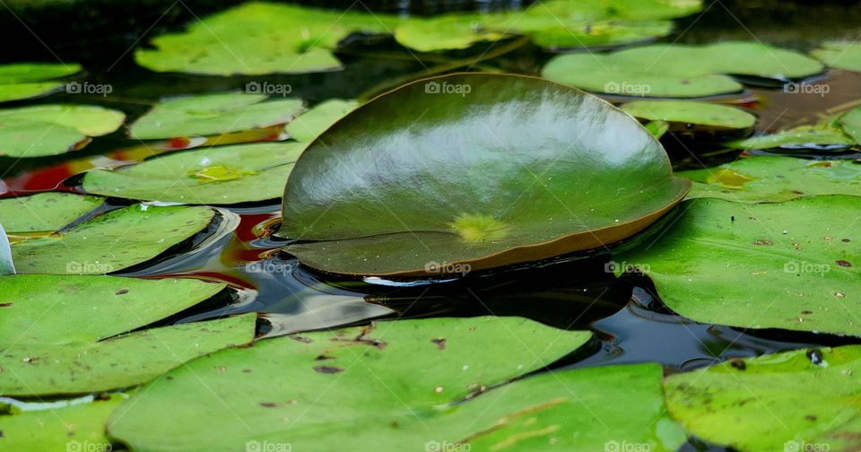 beautiful wild lotus plants