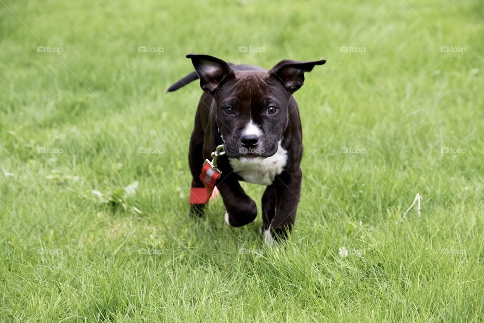 Cute happy little puppy dog running in the grass  - gullig söt liten amstaff hundvalp springer i gräset 