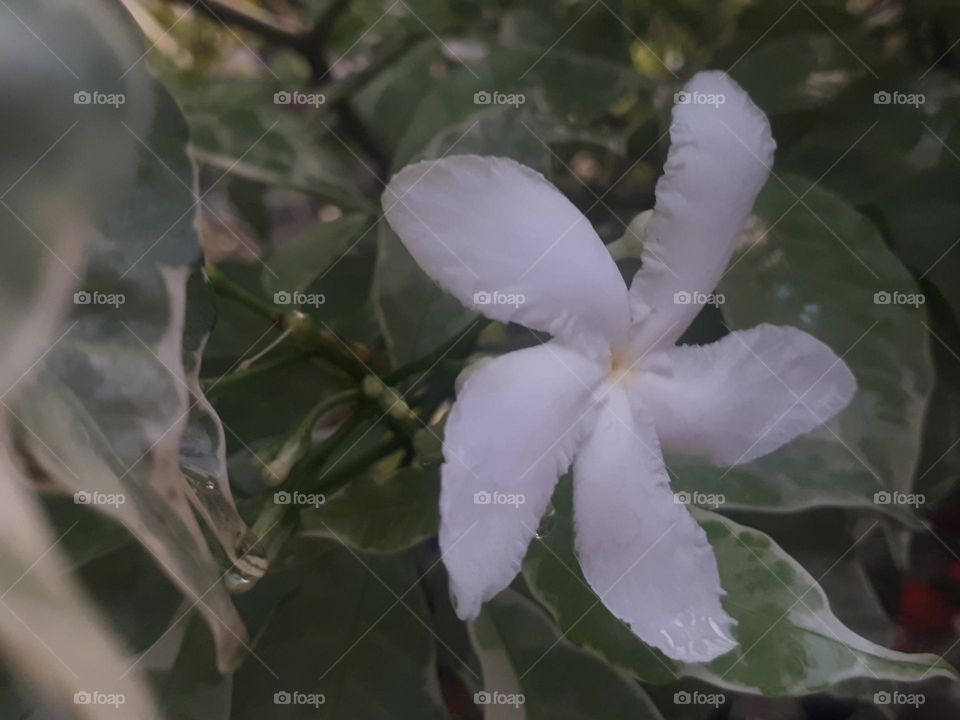 the latest type of jasmine flower