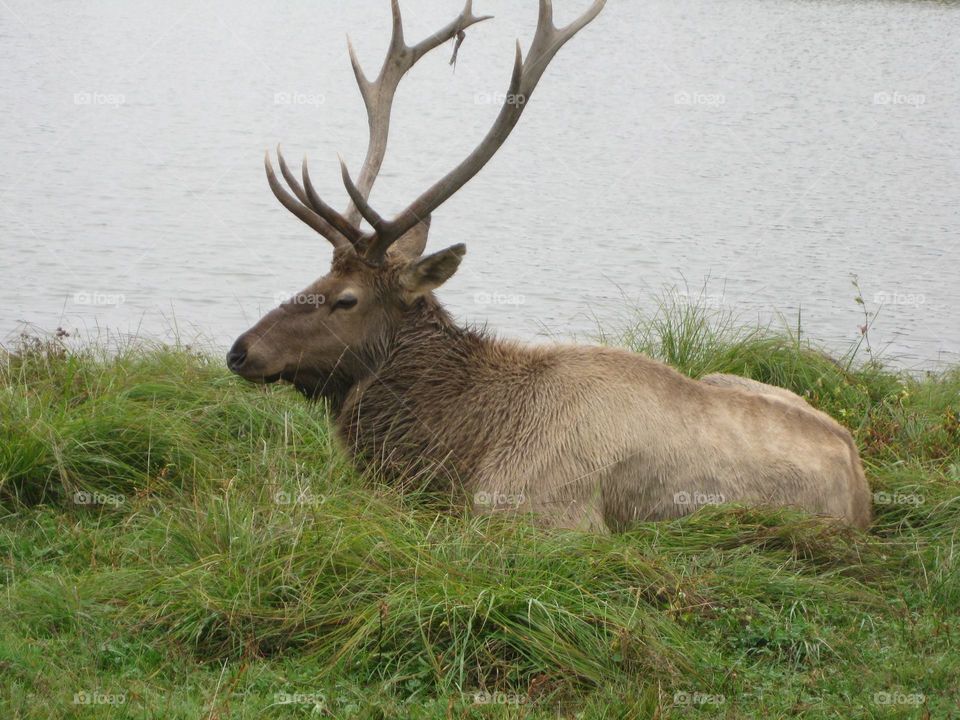 An elk relaxing by a lake.