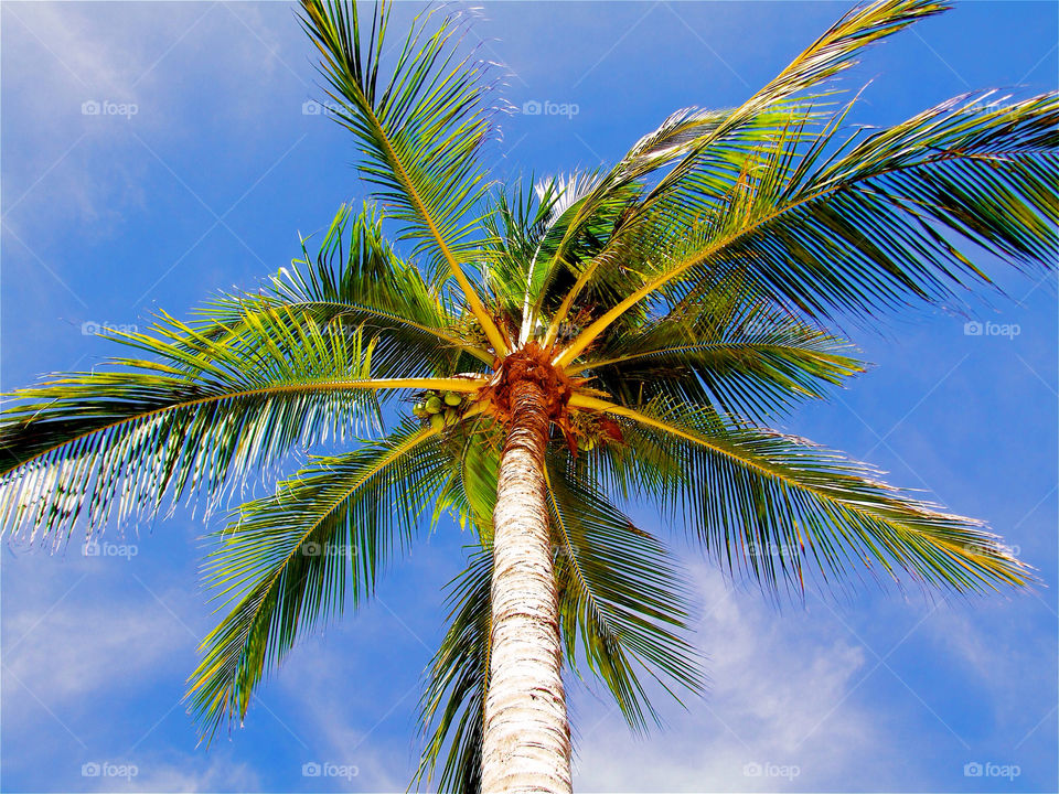 beach sky green palm by angelnajera