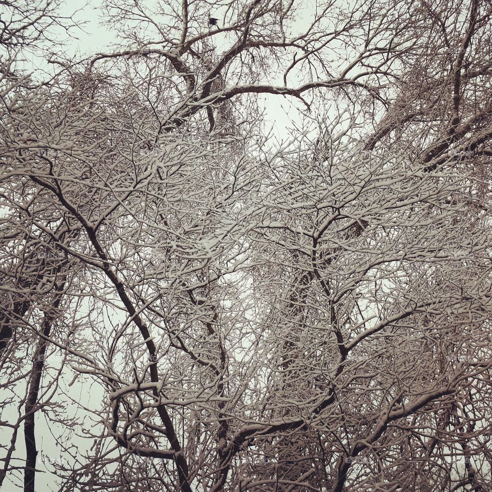 Winter, Tree, Branch, Snow, Cold