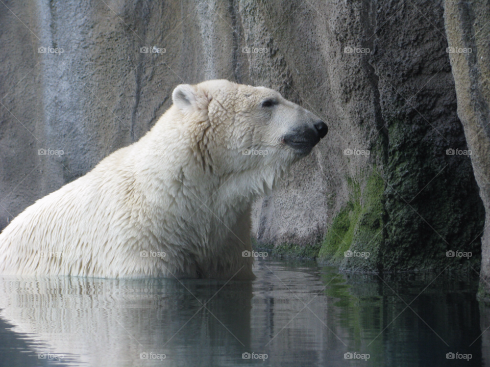 Polar bear in water