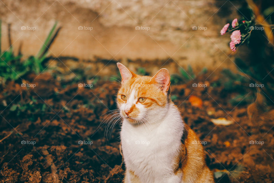 Ginger cat in the garden