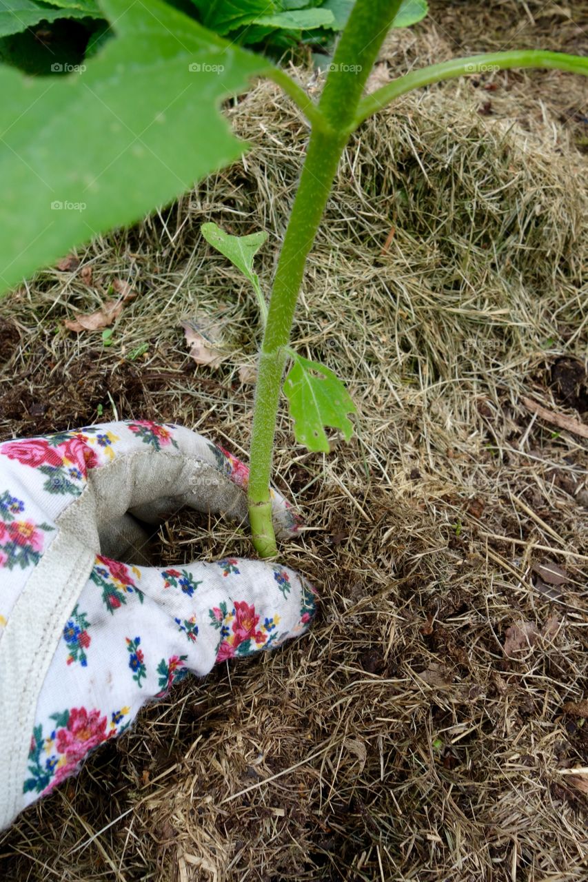 I put sunflower seeds in the soil that I had left from feeding the birds during the winter. I now have small Sunflower plants all over my garden. I am waiting for them to blossom.