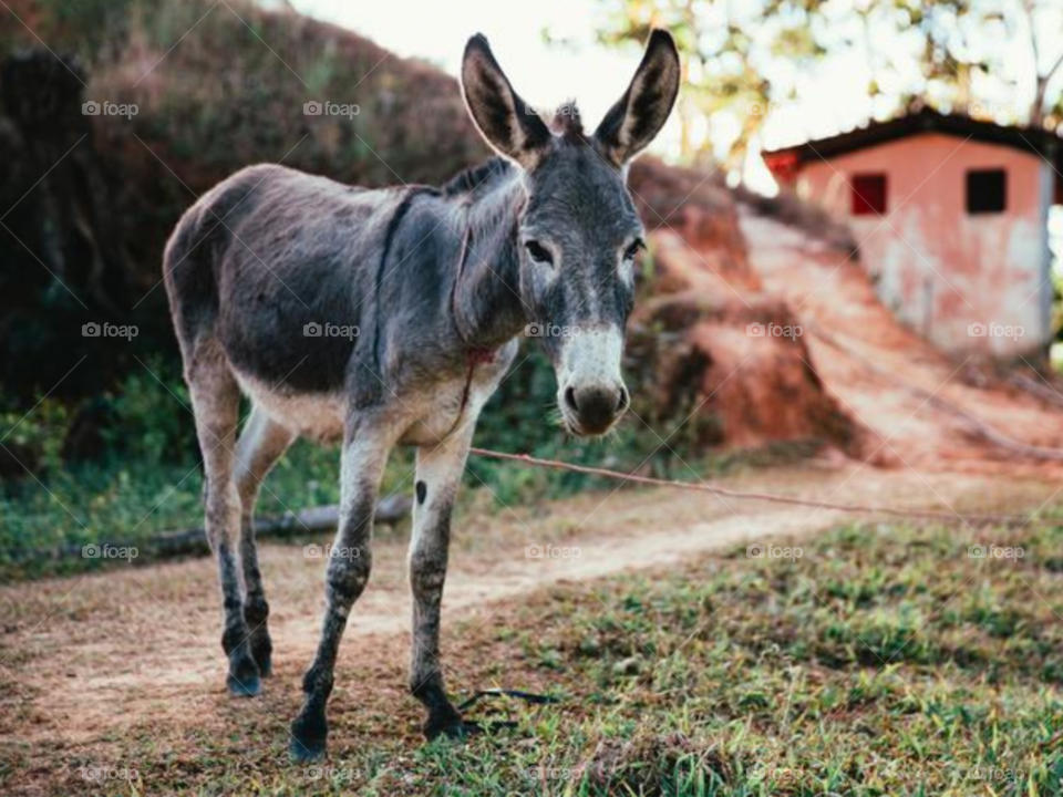 Donkey On Dirt Road