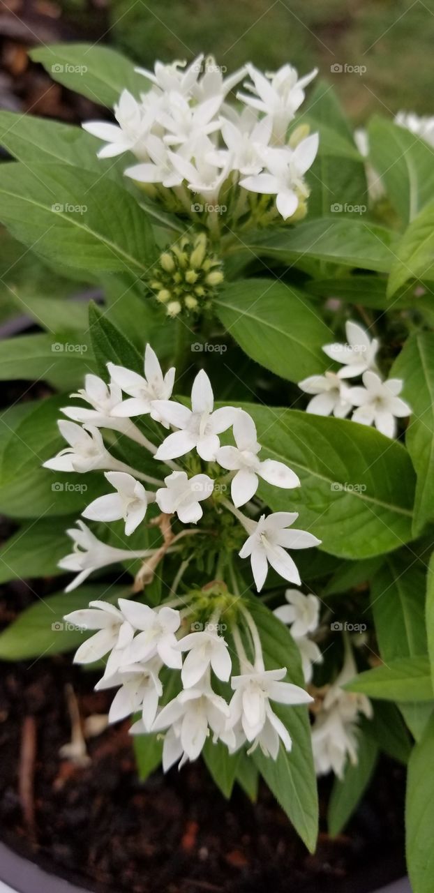 close up of white flowering plant in the summer
