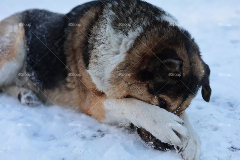 Dog