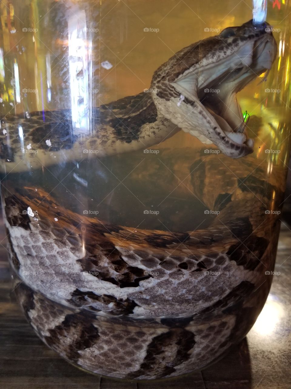 Rattlesnake