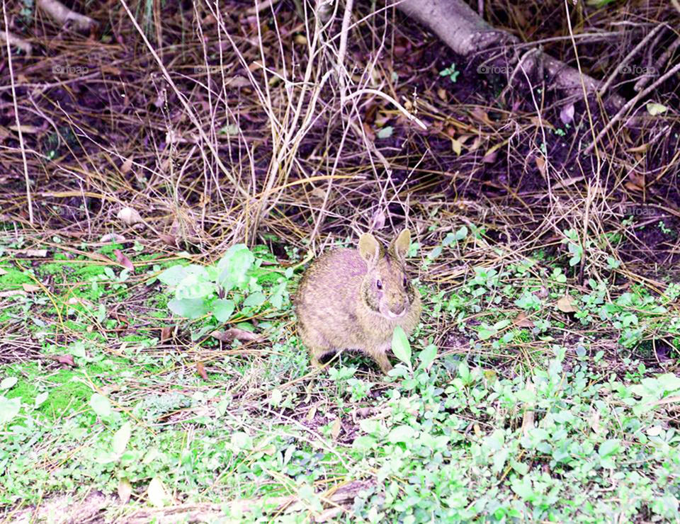 Camo bunny. He thinks I cannot see him