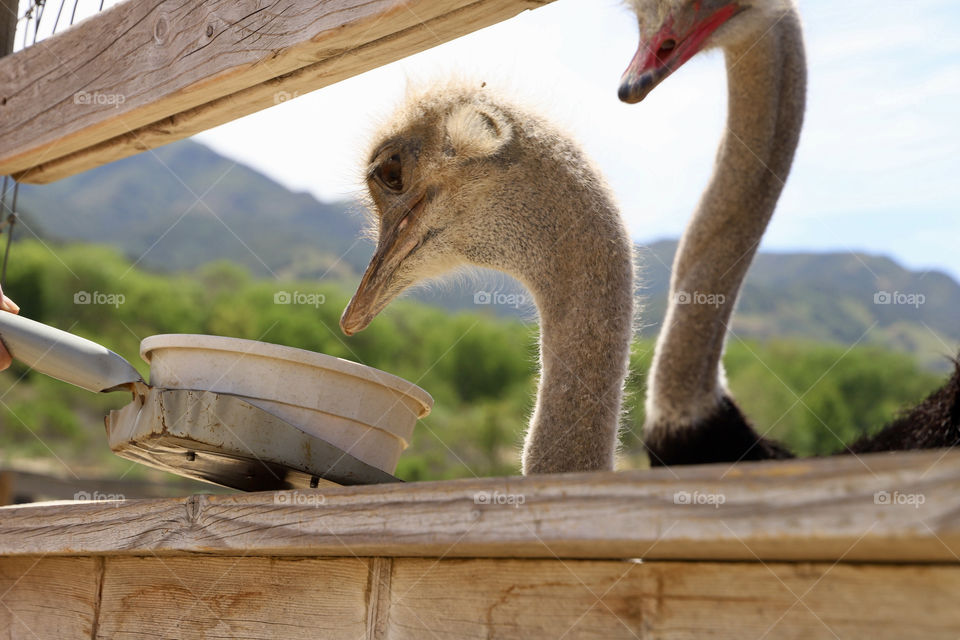 Ostrich and emu farm in Solvang, California.