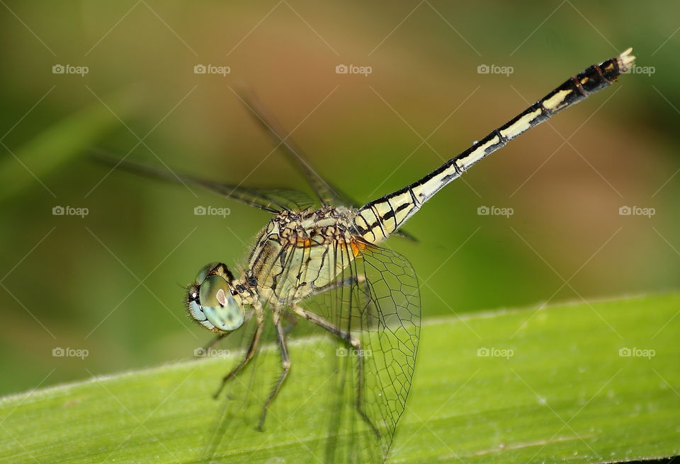 Chalky pencher. Completely body part of head, thorax, and abdomen - tailed. Base colourbof green with the shrike black and continue to the segmen of its tailed . Interest of low ground on fly.