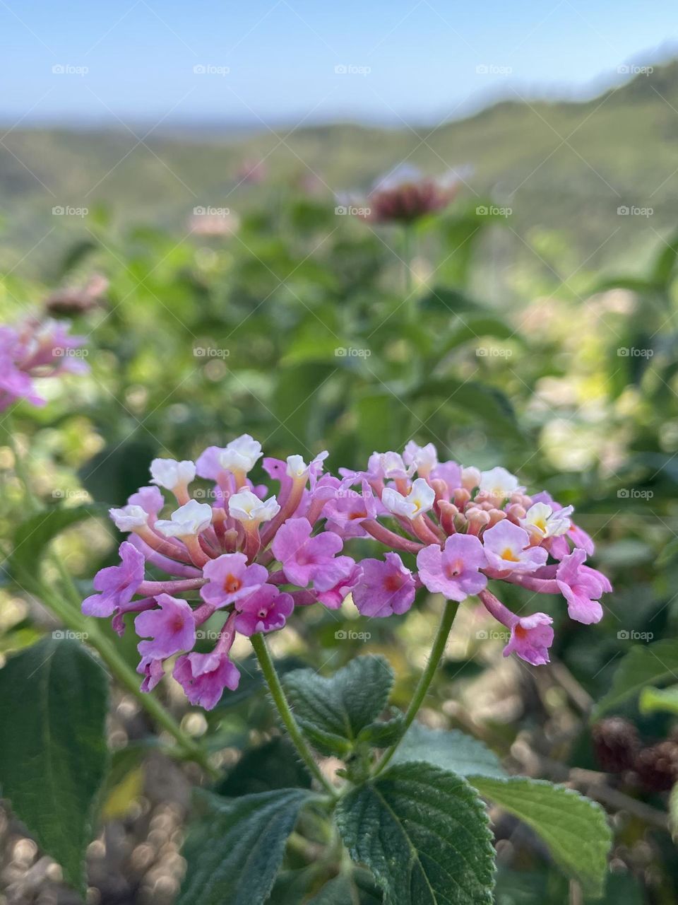 Spring, Mountain Flowers 