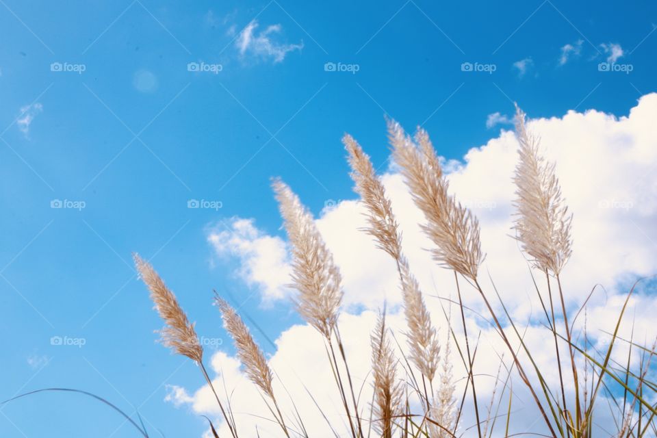 When the nature touch the sky .