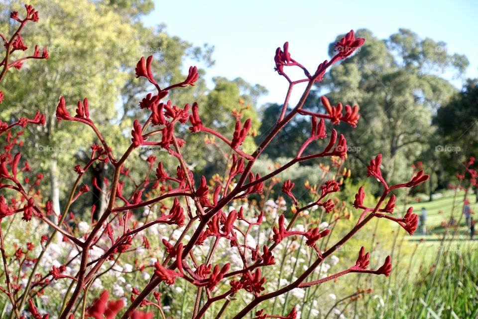 Wildflowers, red kangaroo paw in the garden situated in Kings Park, Perth, Western Australia.