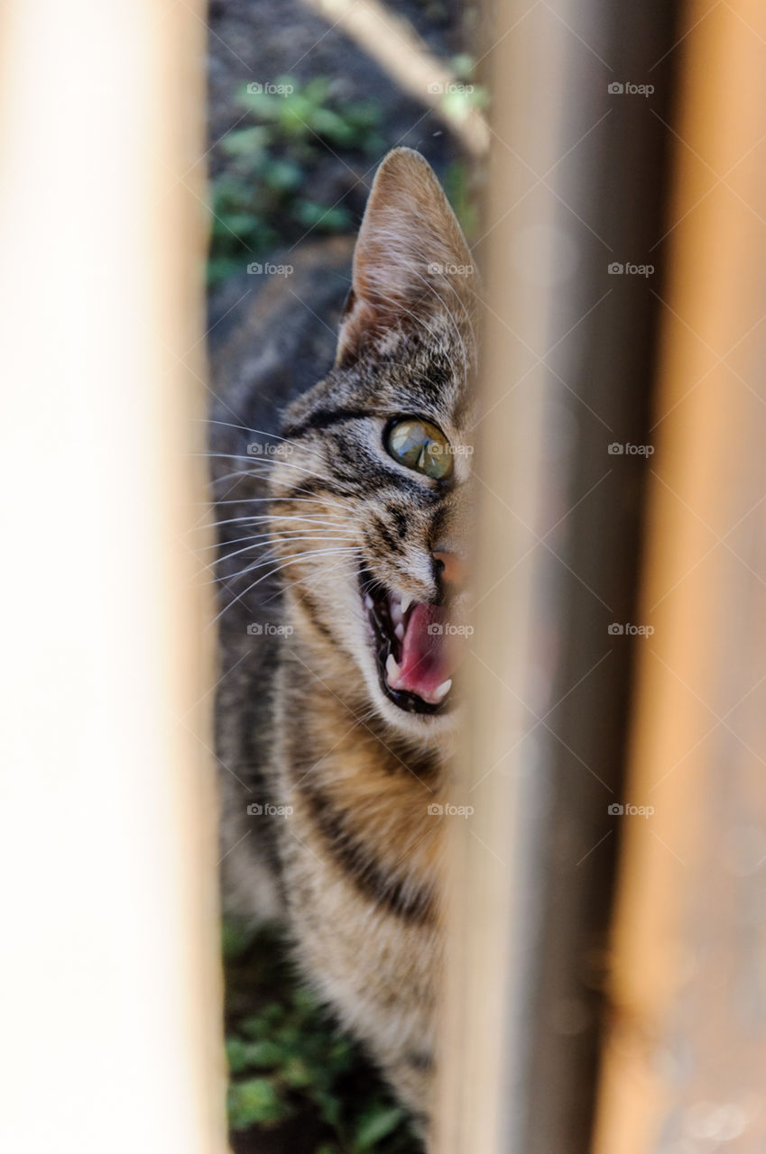 Cat behind a fence