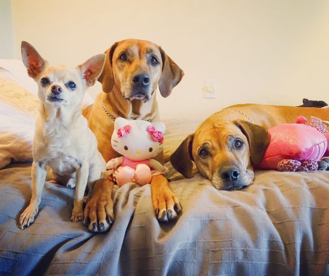 dog
