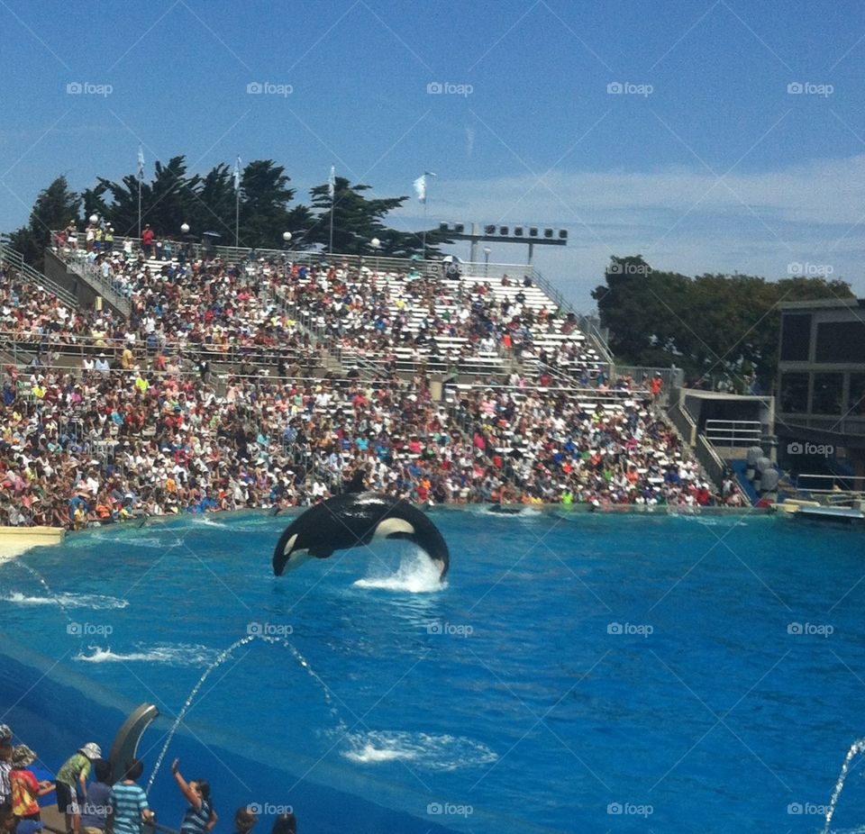 Whale leaping into the air