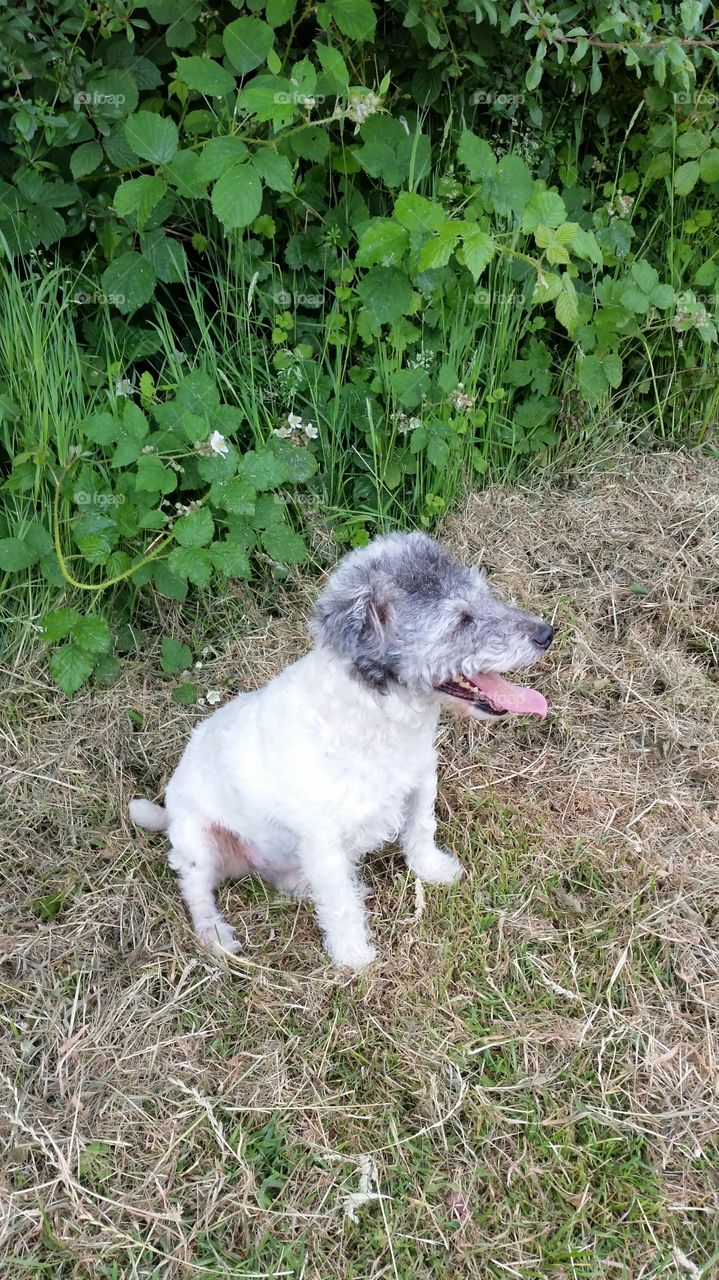 Animal, Dog, Mammal, Grass, Pet