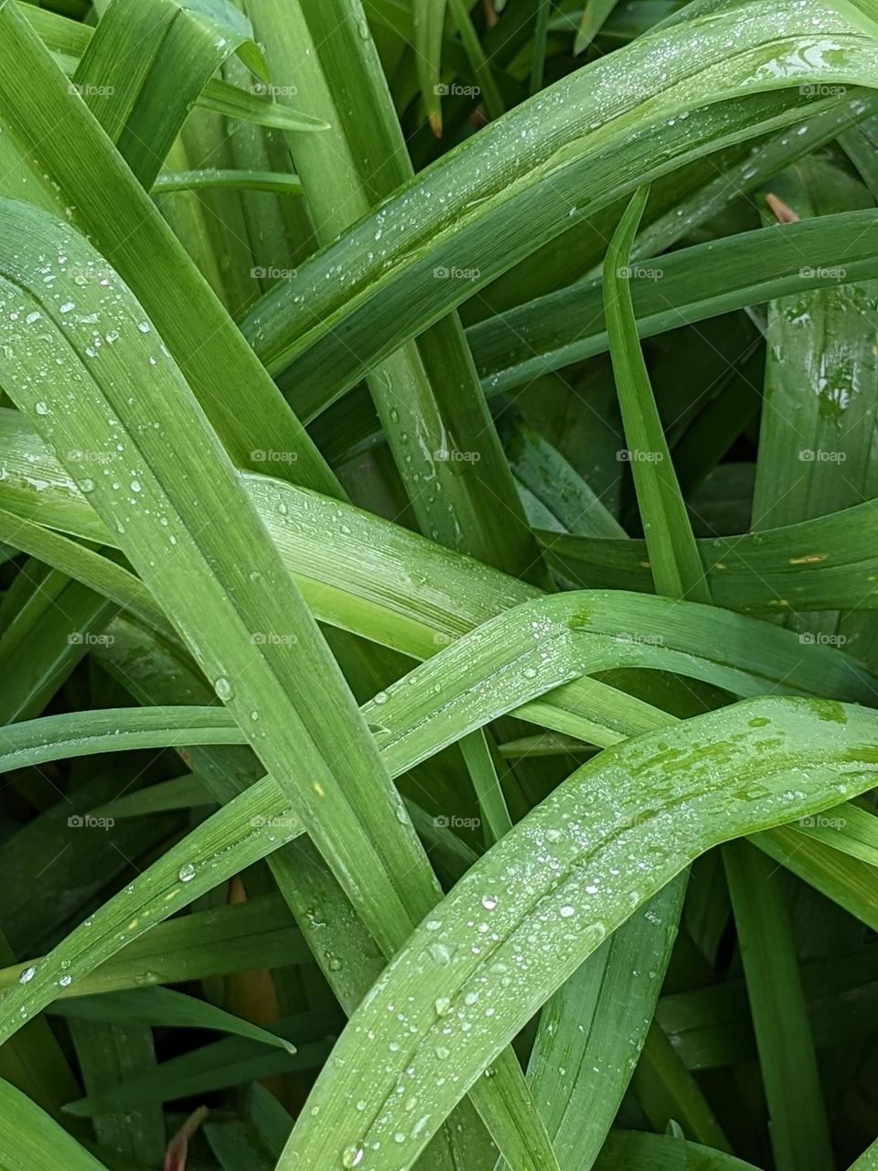 The rain left its kisses