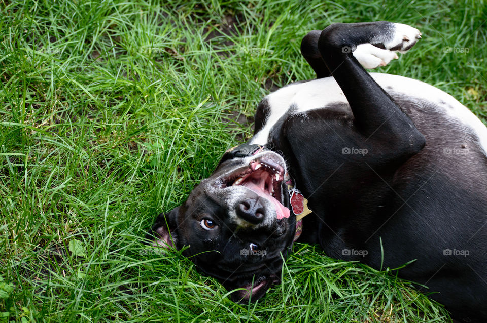 Funny happy dog rolling around on grass smiling with a laughing look on face and legs up in air, pet portrait photography dog breed is Boxador - a labrador boxer mix