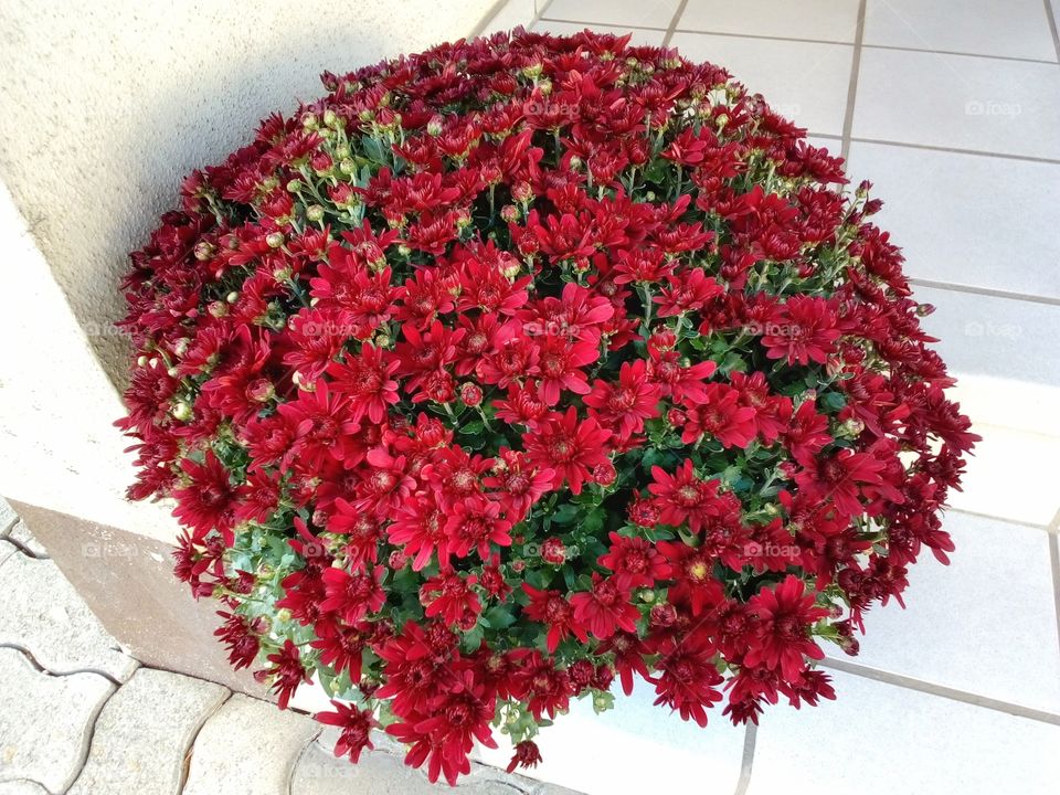 beautiful red flowers pot in herb