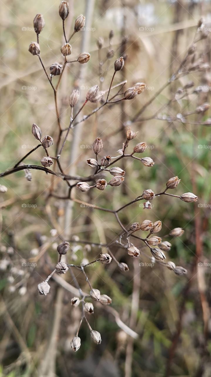 Everything has its beauty, both fresh flowers and dry autumn flowers that have a special charm