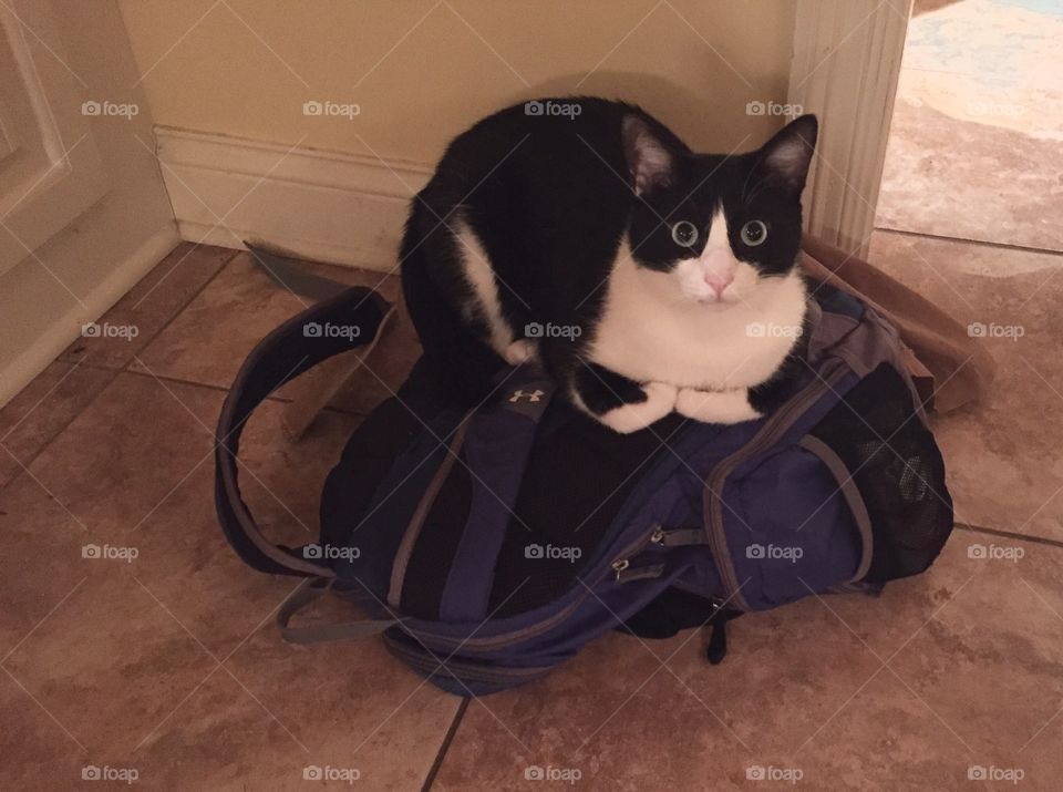 Cat sitting on bag