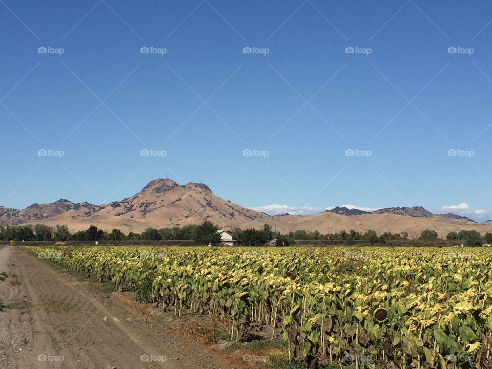 Sunflowers in Northern California’s Sutter County hang their seed-heavy heads after defoliation has taken effect. The Sutter Buttes, world’s smallest Mountain Range and dormant volcano in the north background. 