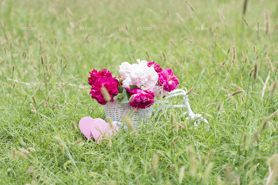 bicycle bring roses on the green grass