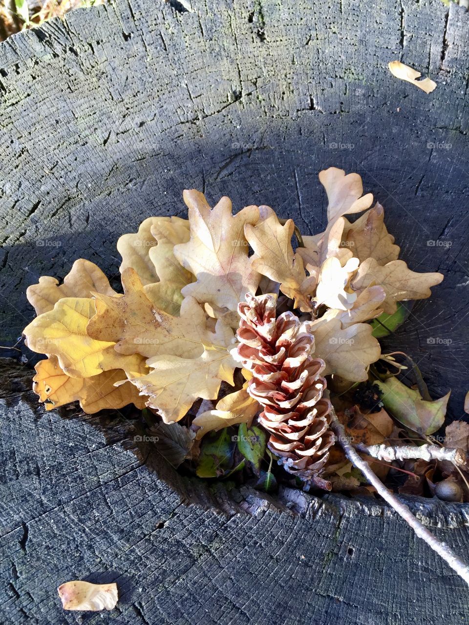autumn leaves, branches and cones on a stump