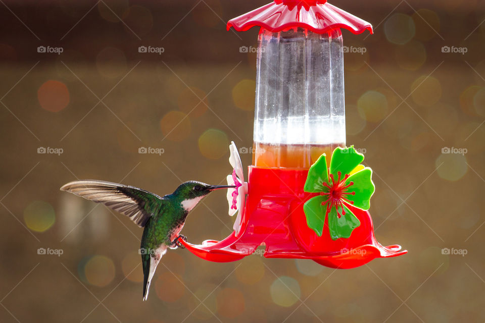 Humming bird