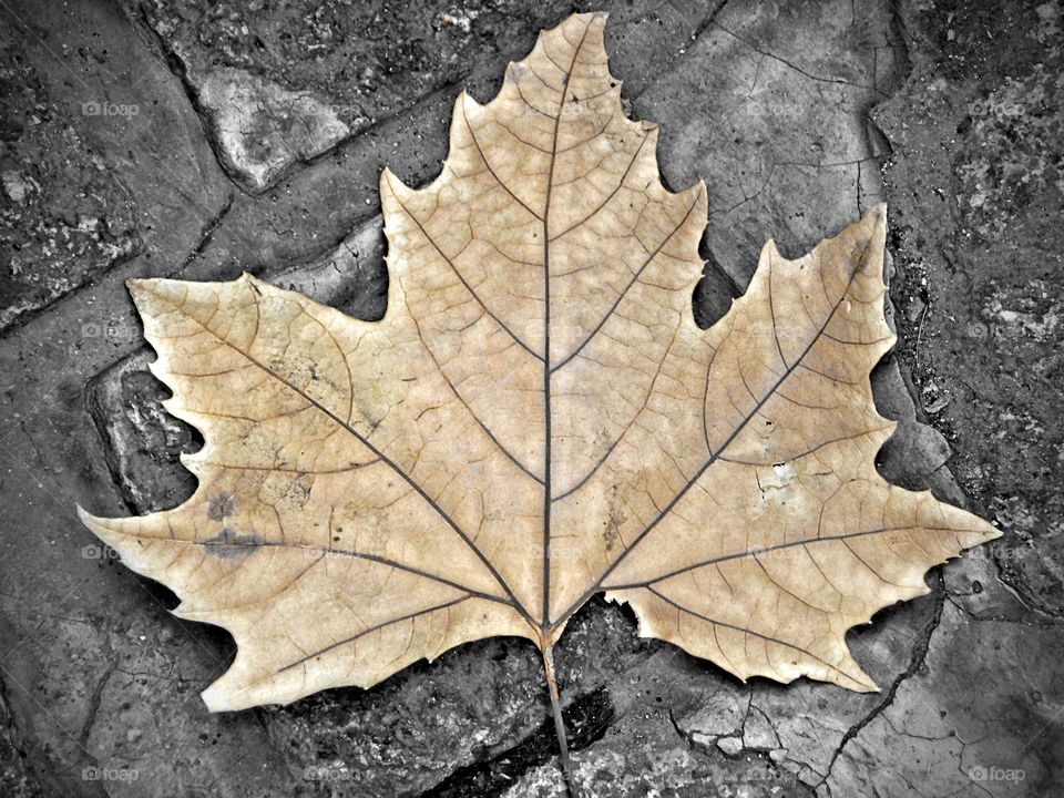 leaf in autumn