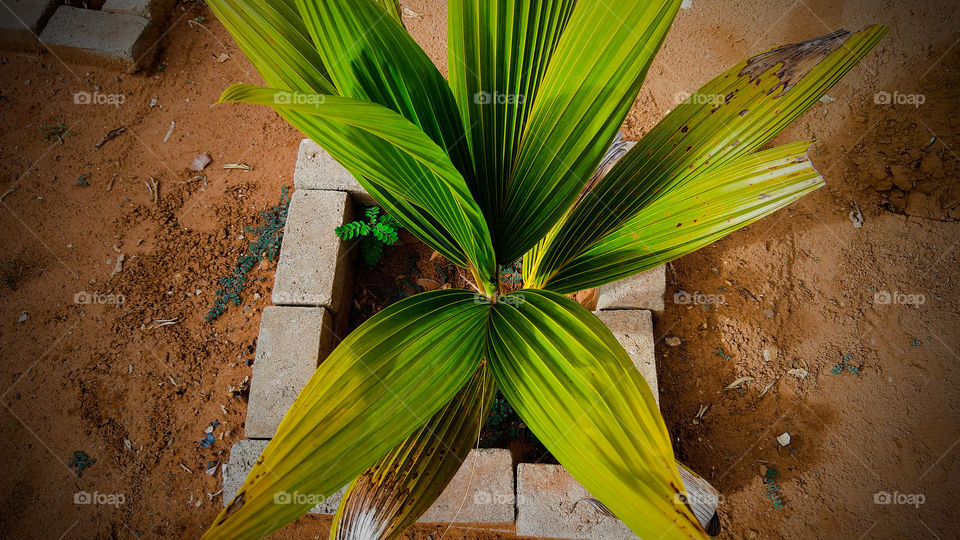 Coqueiro ainda novo no jardim.