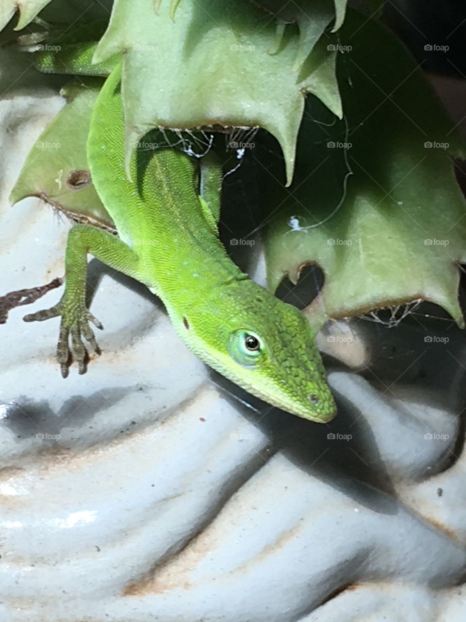 Baby carolina anole 