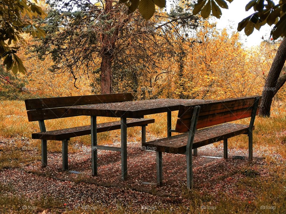 Wood table and chair set in the garden.