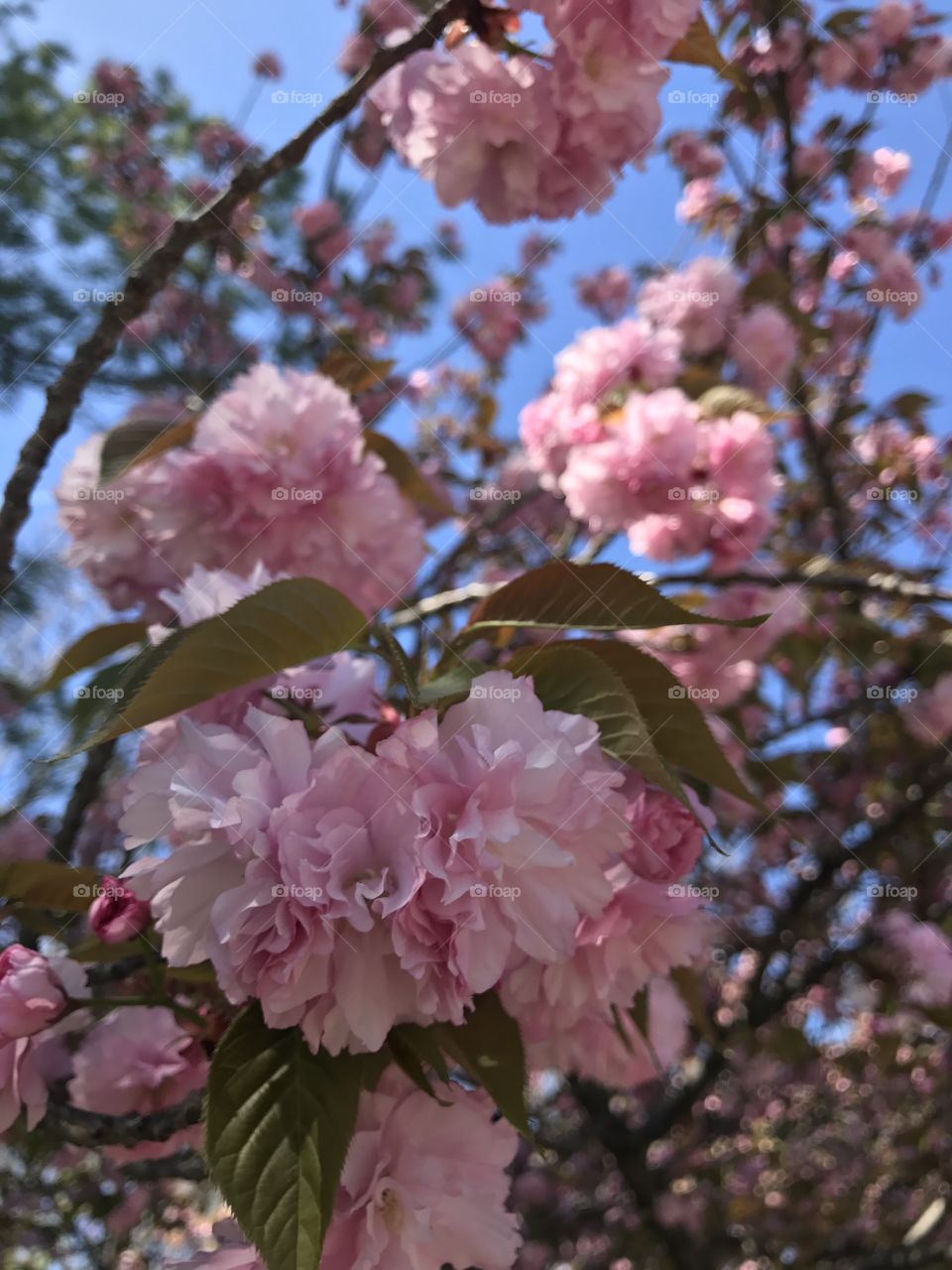 Spring blooming flower