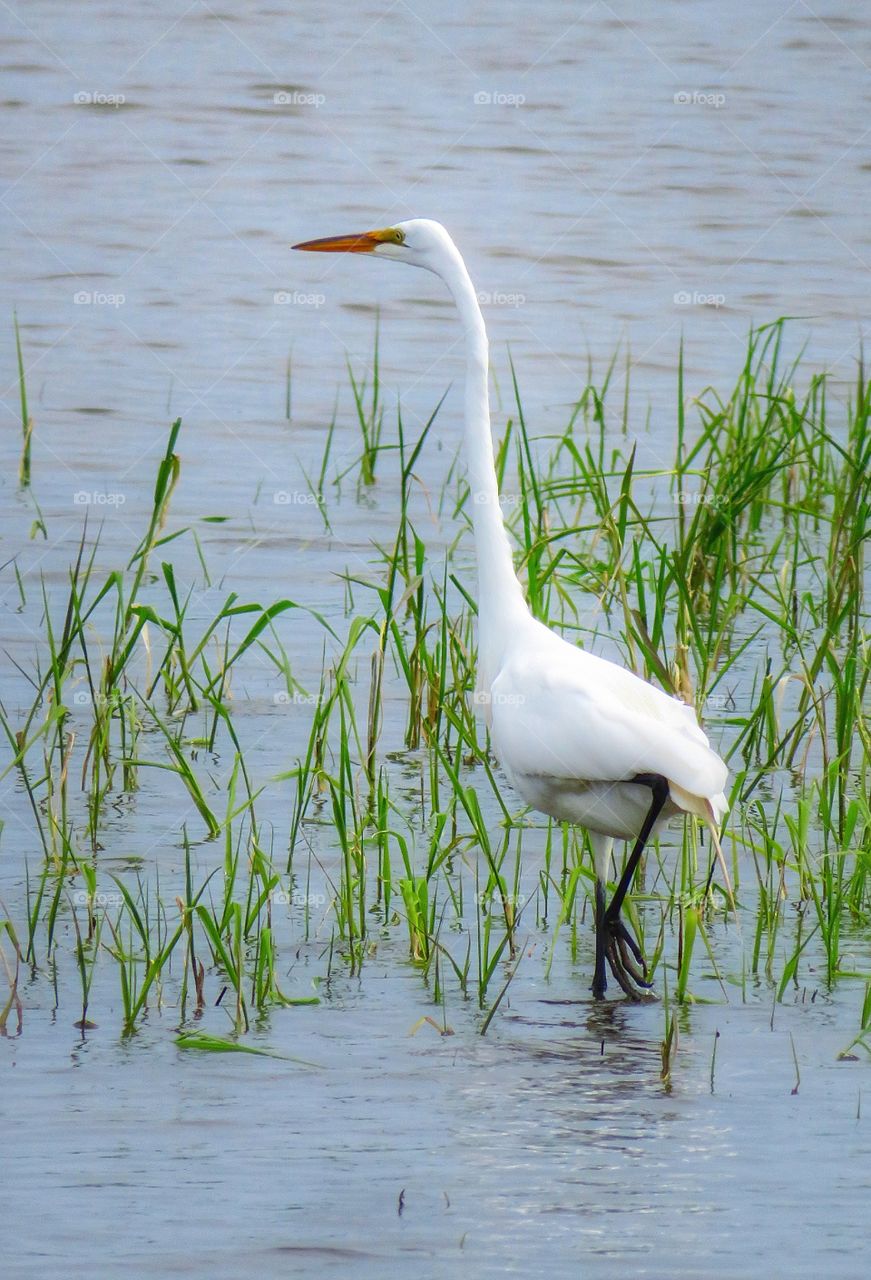 Great  Egret Varennes Quebec